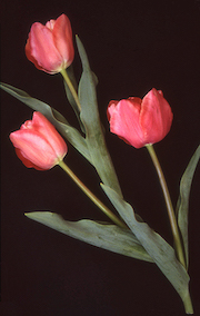 Pink Tulips On Black